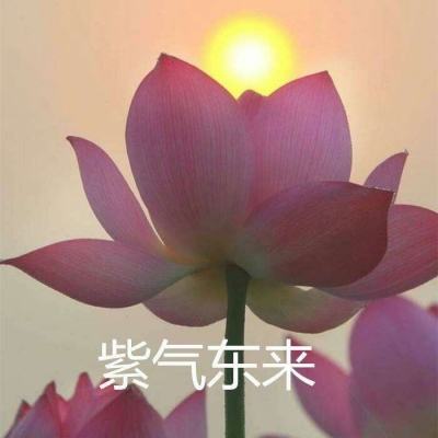 寻道回合手游公益服下载